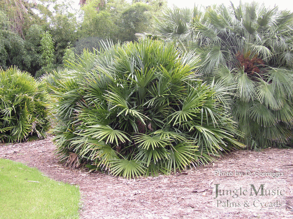 Rhapidophyllum hystrix